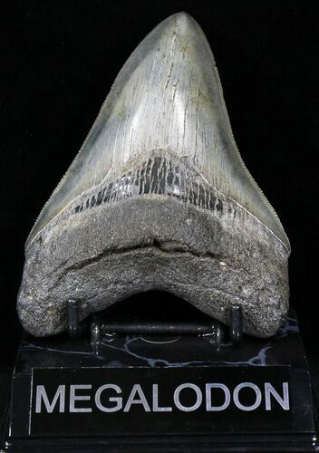 Beautiful, Serrated, Megalodon Tooth #22583